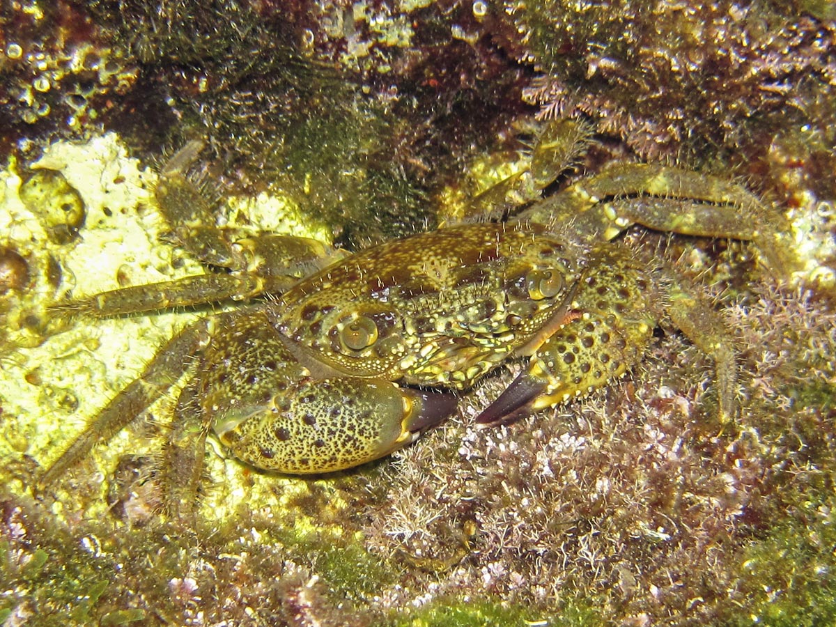 Eriphia verrucosa